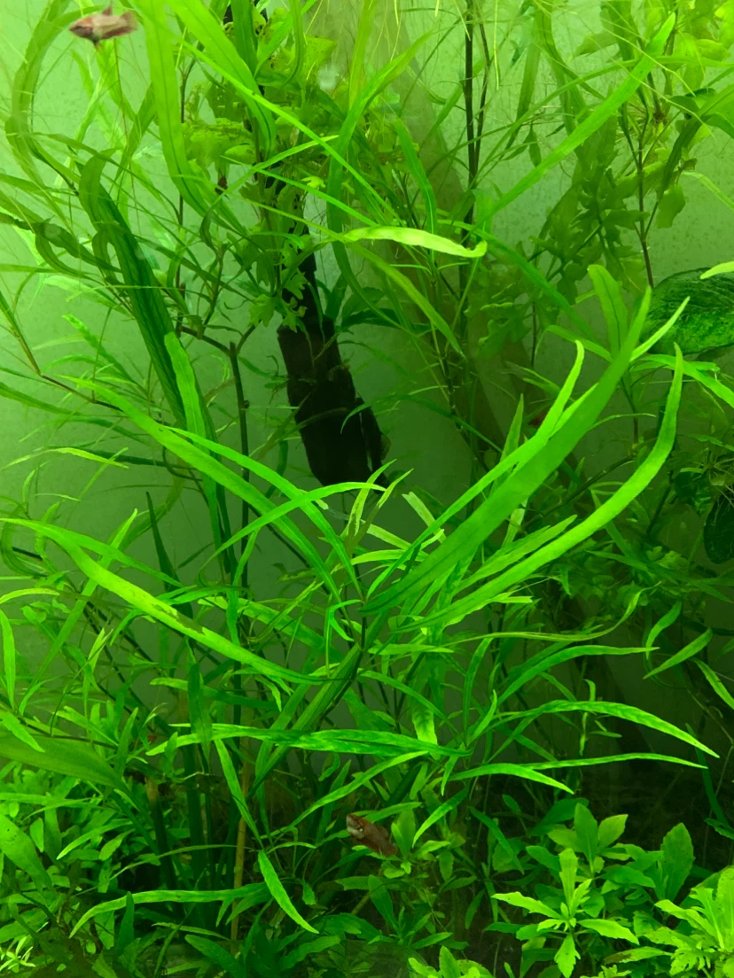 Live Aquarium Plants Mix