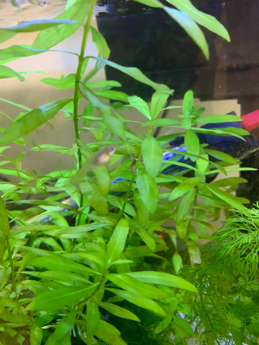 Live Aquarium Plants Mix - photo 2