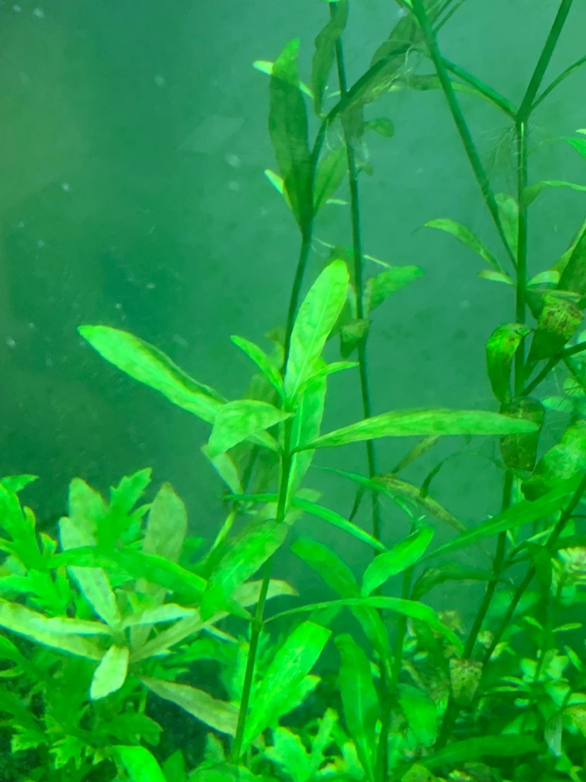 Live Aquarium Plants Mix - photo 3