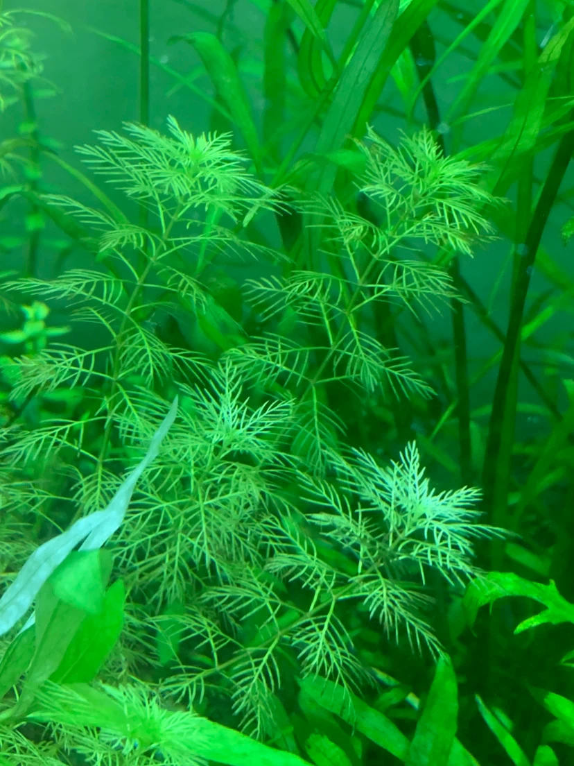 Live Aquarium Plants Mix - photo 4
