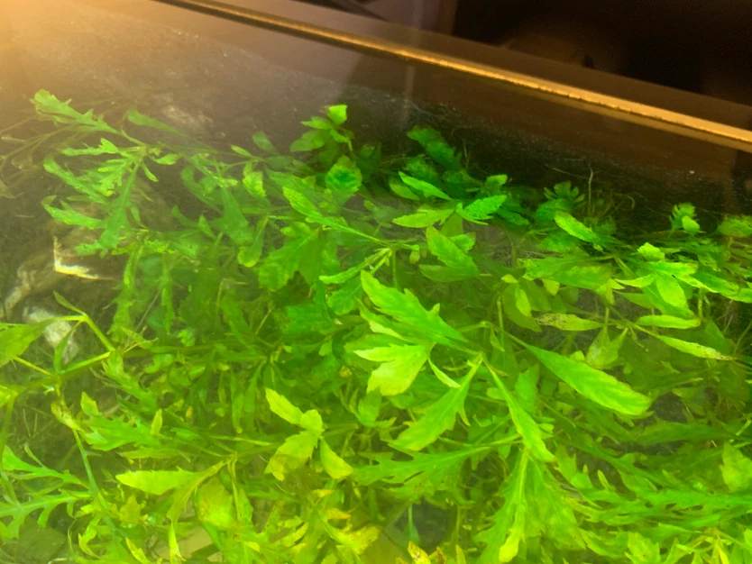 Live Aquarium Plants Mix - photo 5