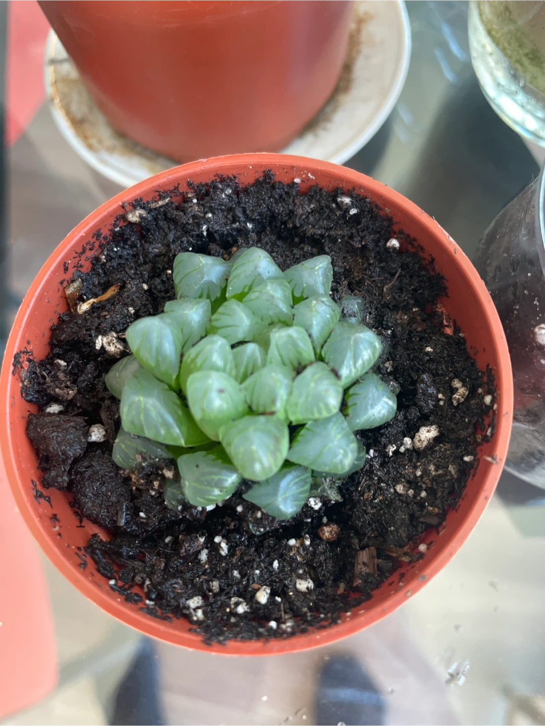 Haworthia Cooperi Succulent Plants