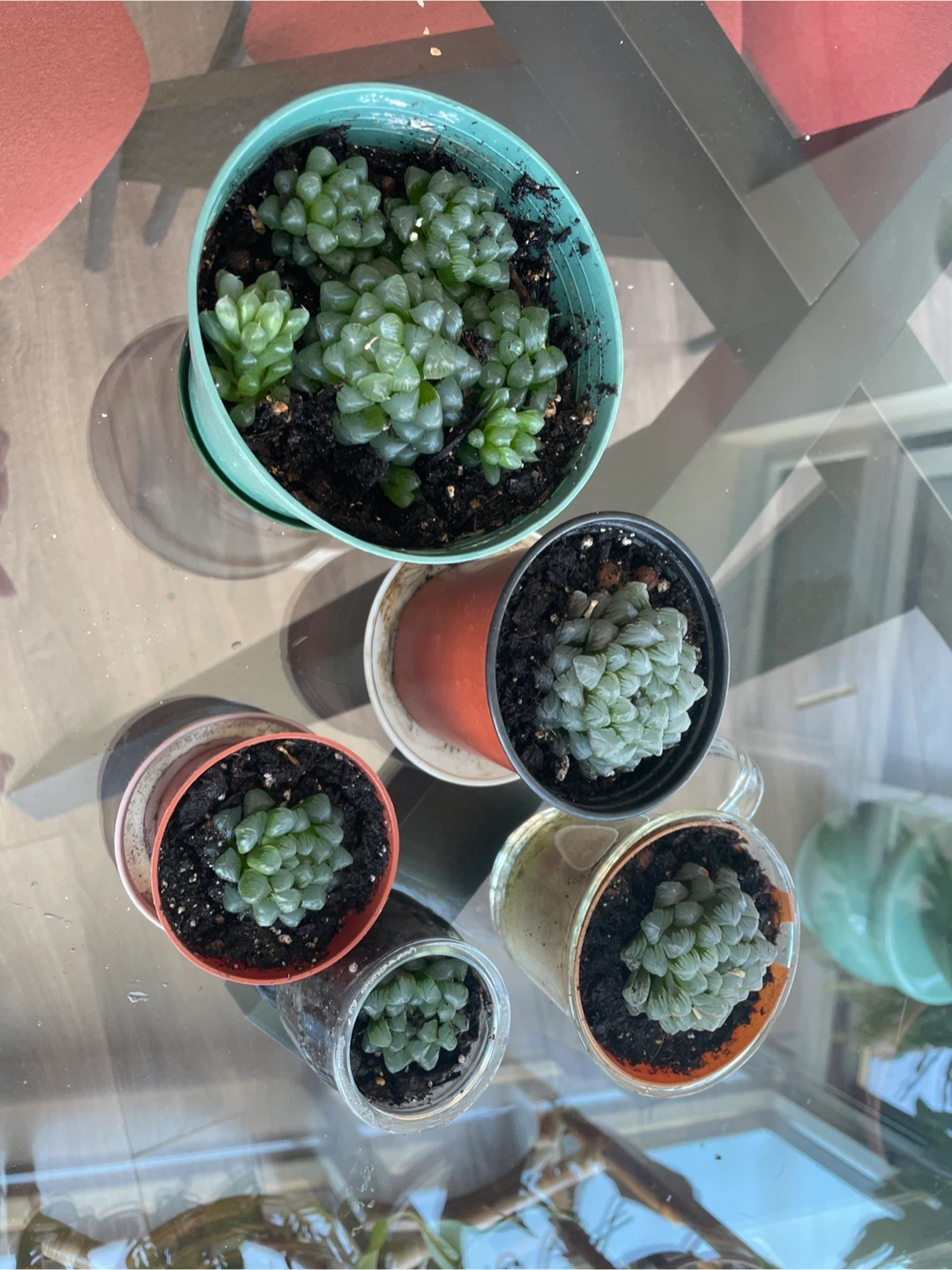 Haworthia Cooperi Succulent Plants - photo 2
