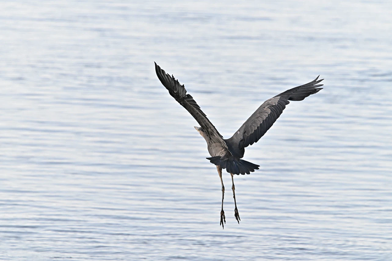 Nikon teleconverter TC1.7II - photo 3