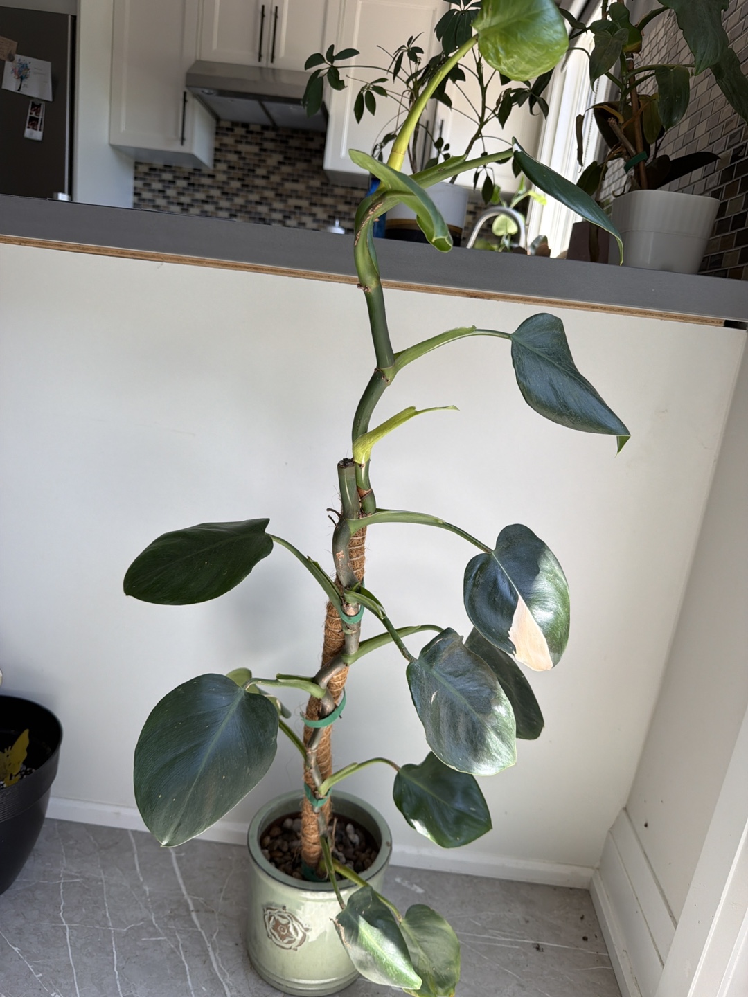Philodendron white wizard Plant