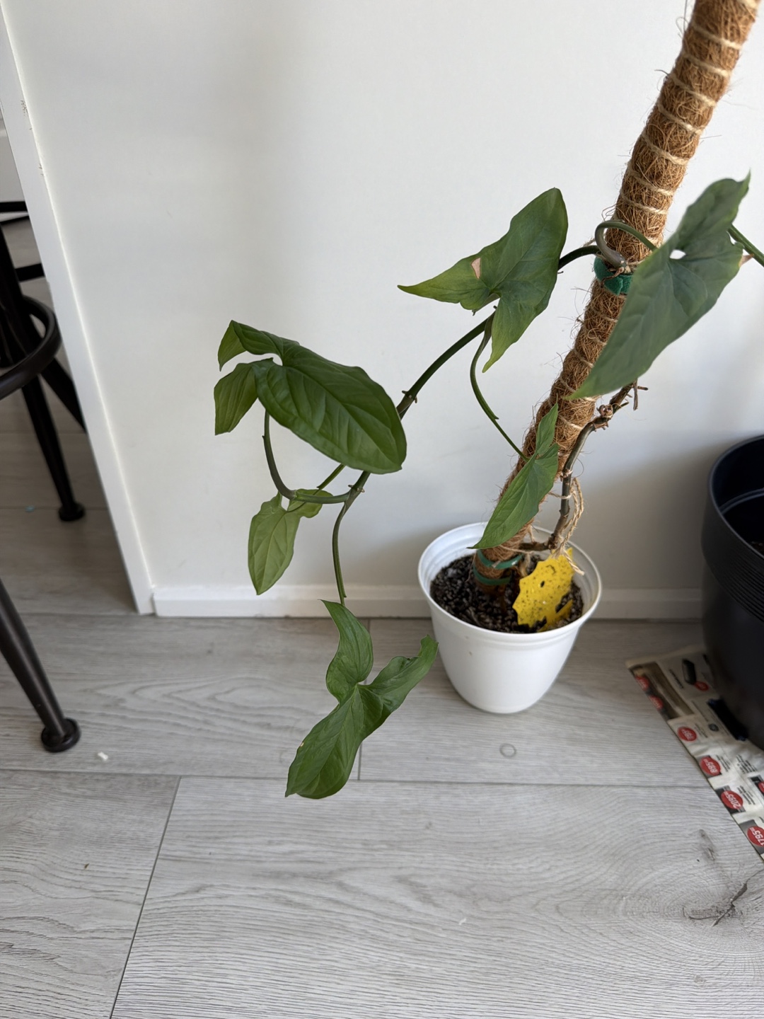 Arrowhead Plant