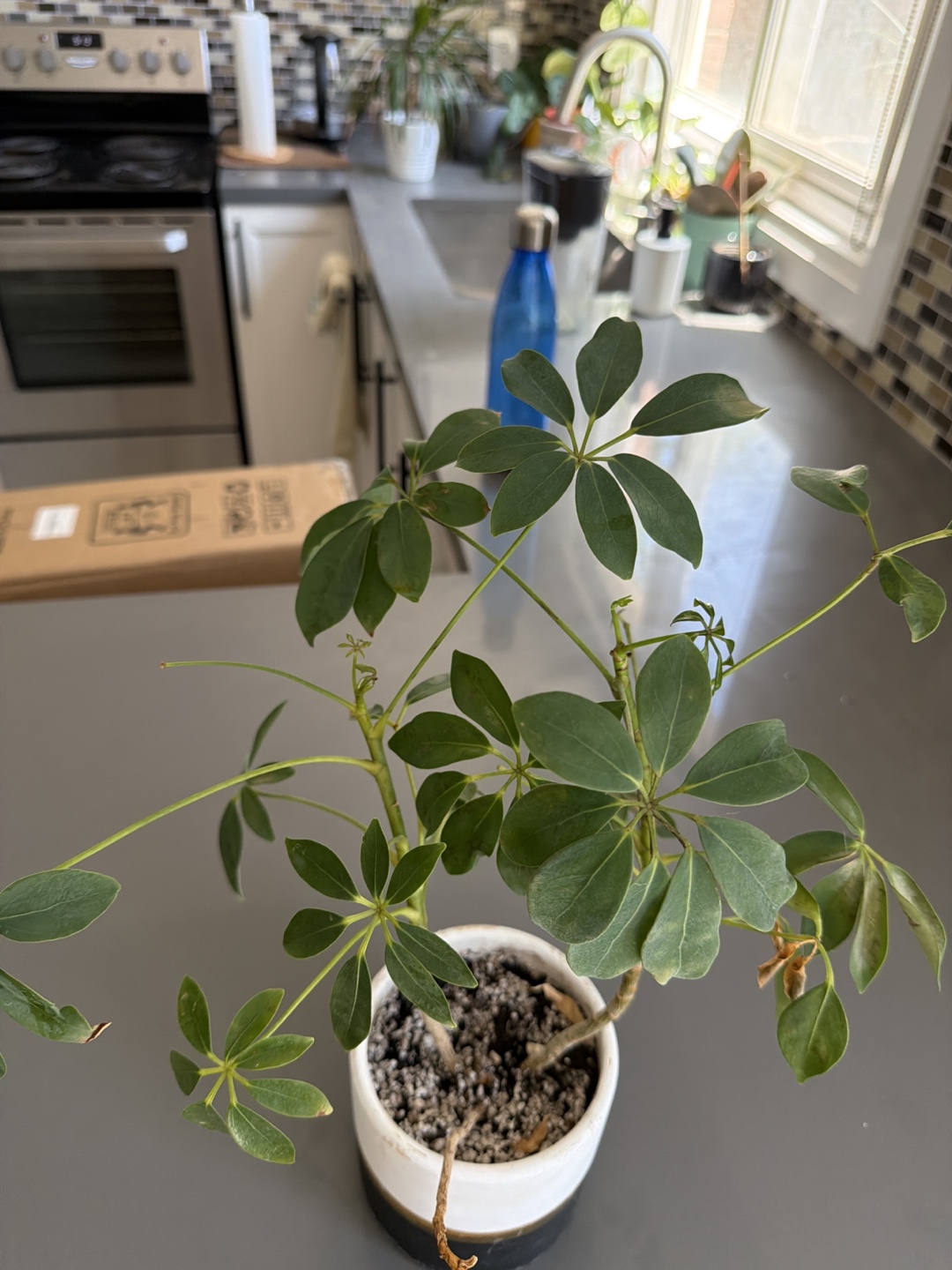 Umbrella Plant