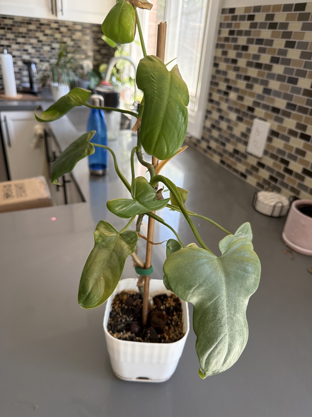 Potted Philodendron Plant