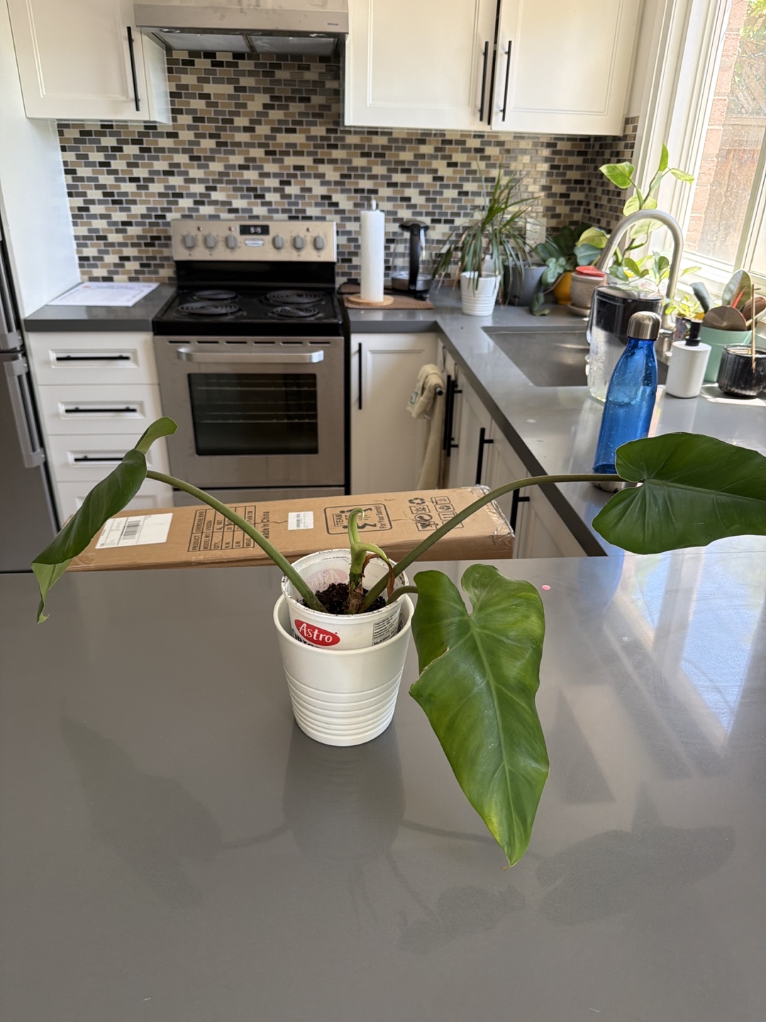 Philodendron Plant