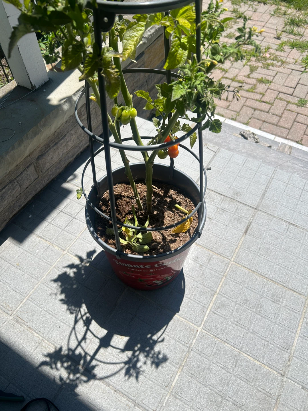 Tomato Plant with Cage