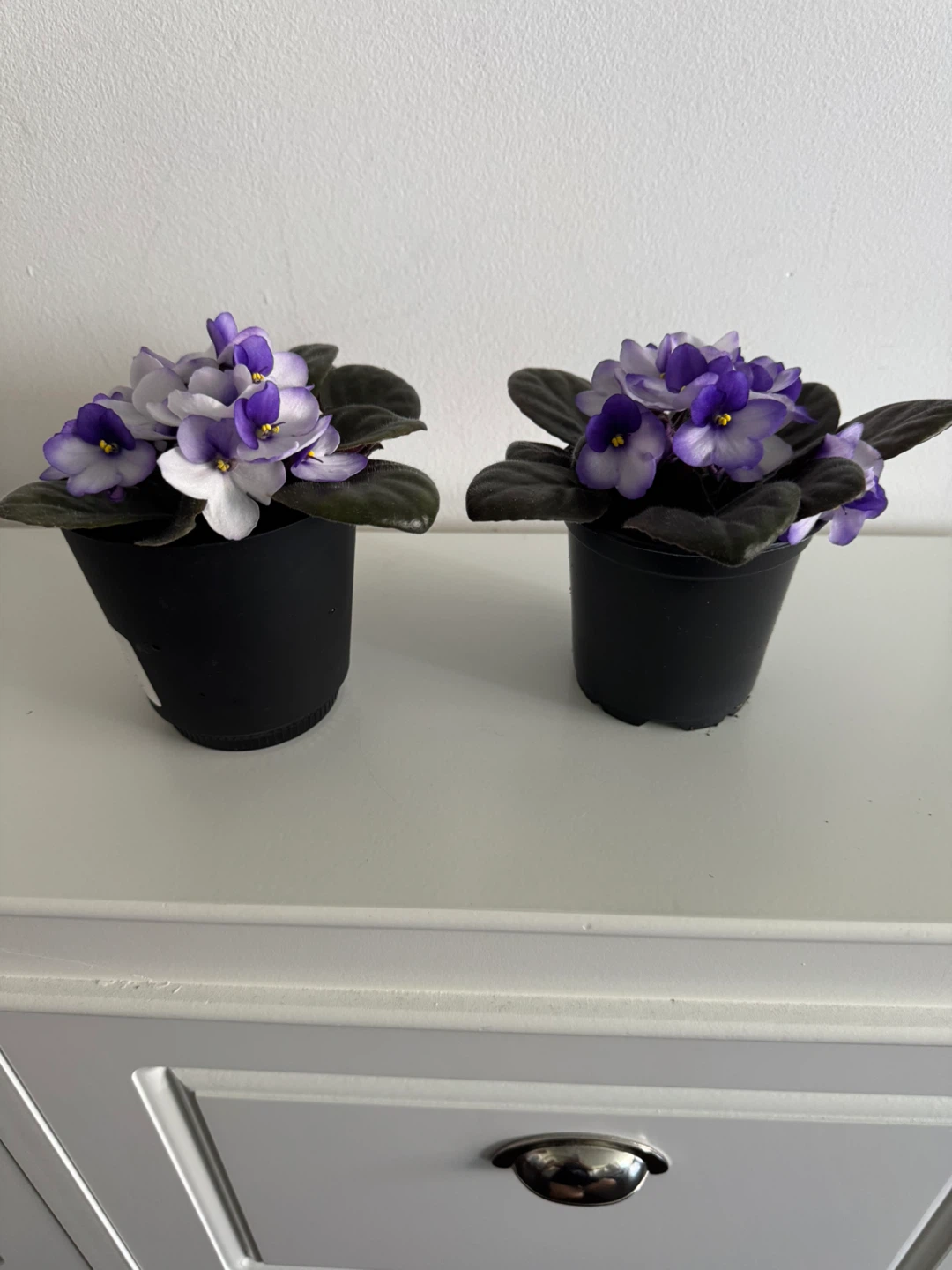 Two Potted African Violets - Purple and White Flowers