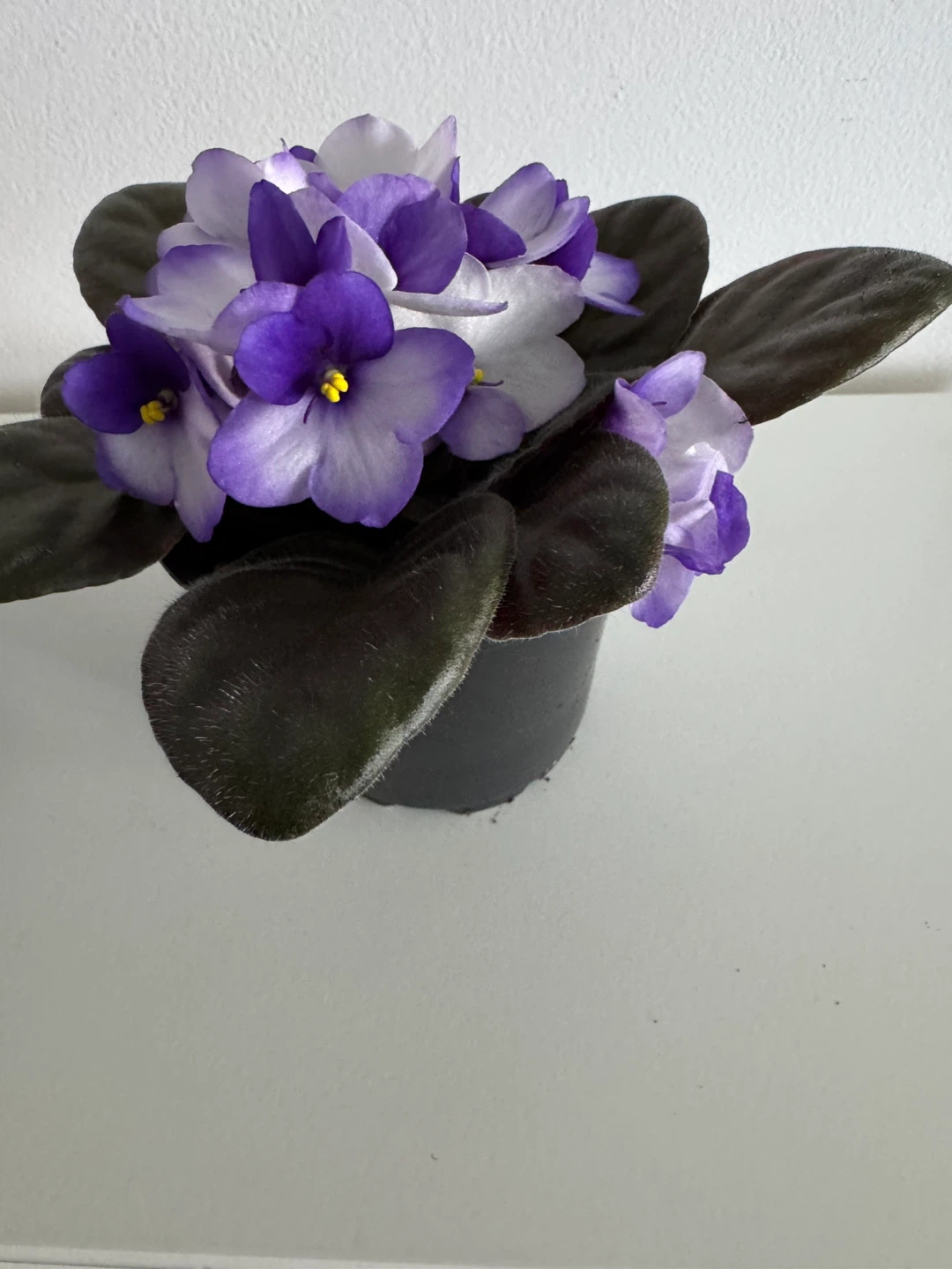 Two Potted African Violets - Purple and White Flowers - photo 2
