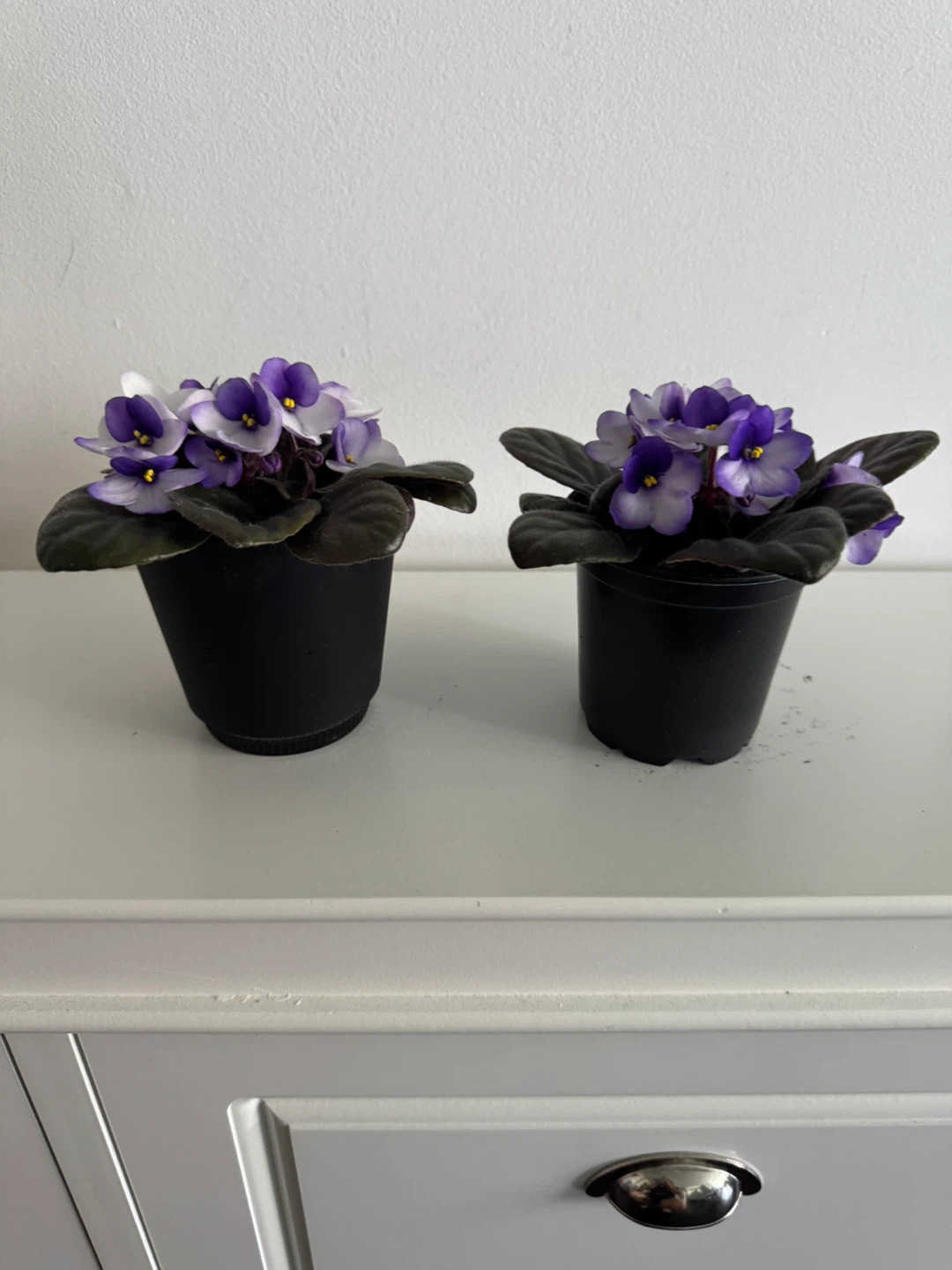 Two Potted African Violets - Purple and White Flowers - photo 3