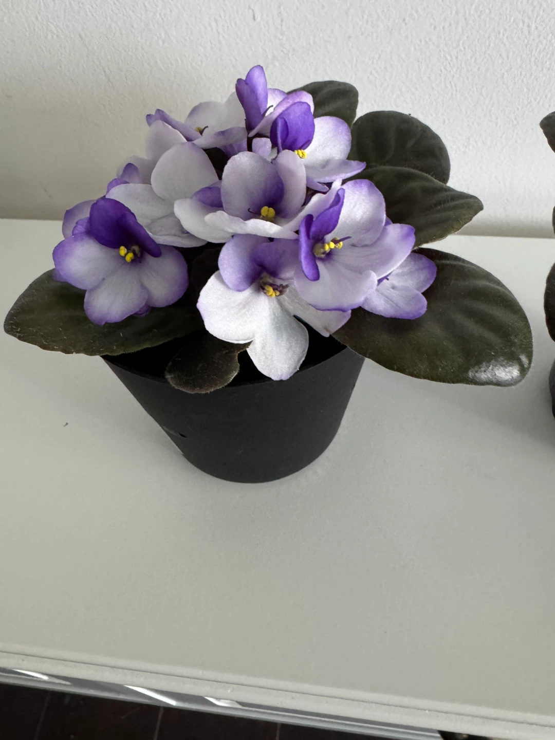 Two Potted African Violets - Purple and White Flowers - photo 4
