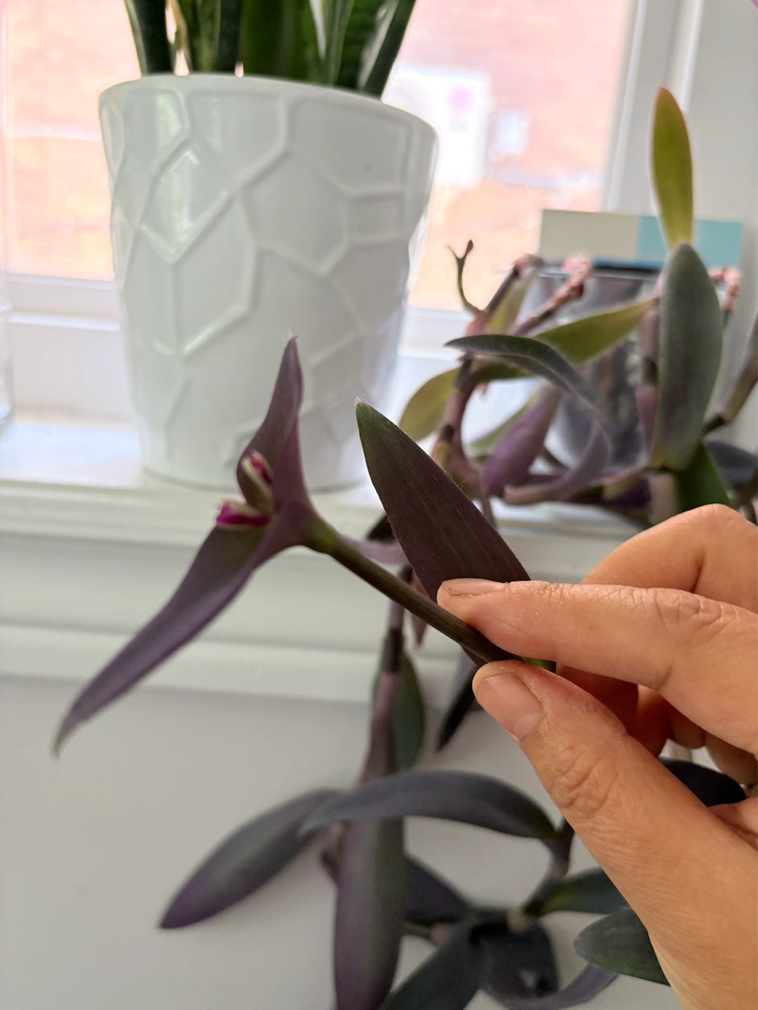 Purple Heart Plant - photo 3