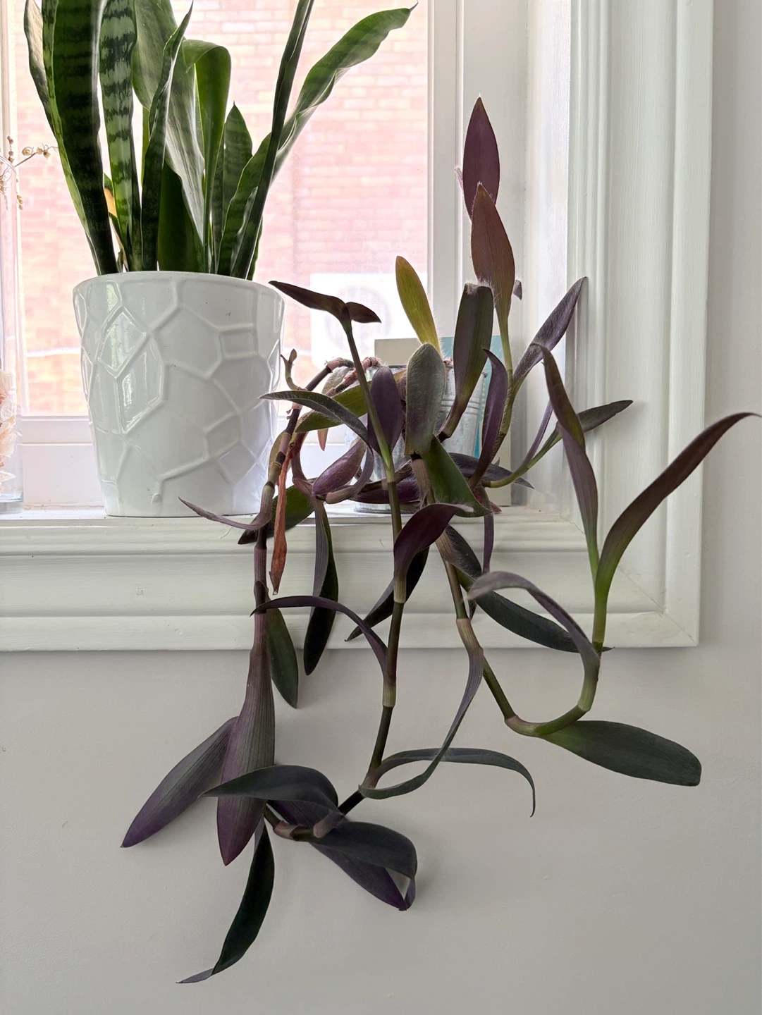 Purple Heart Plant - photo 2