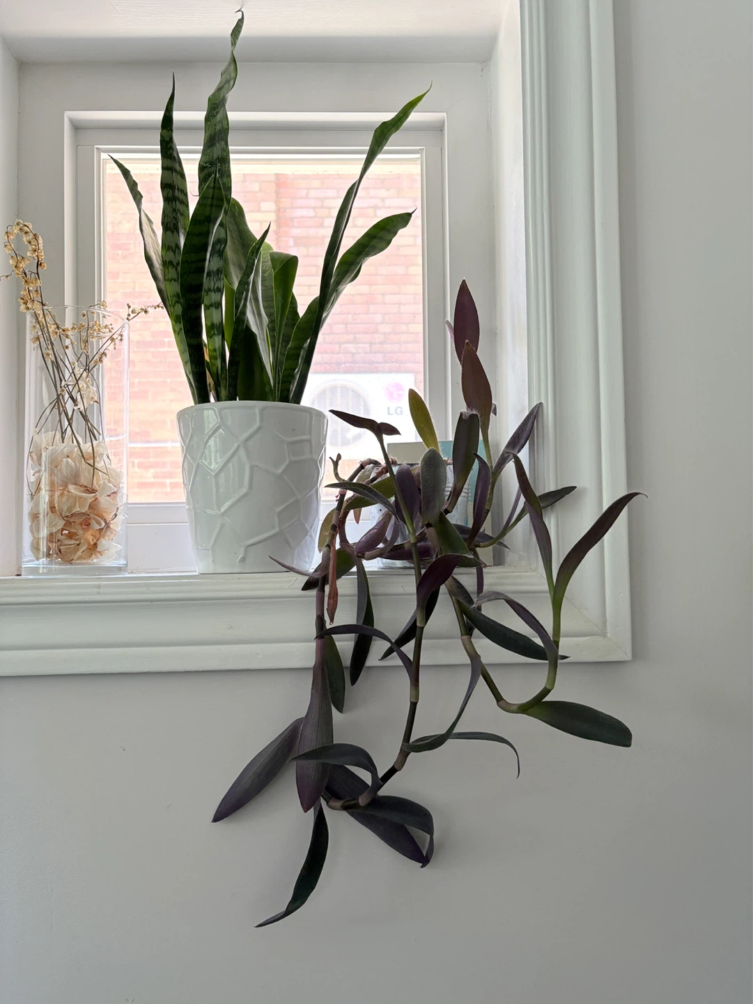 Purple Heart Plant