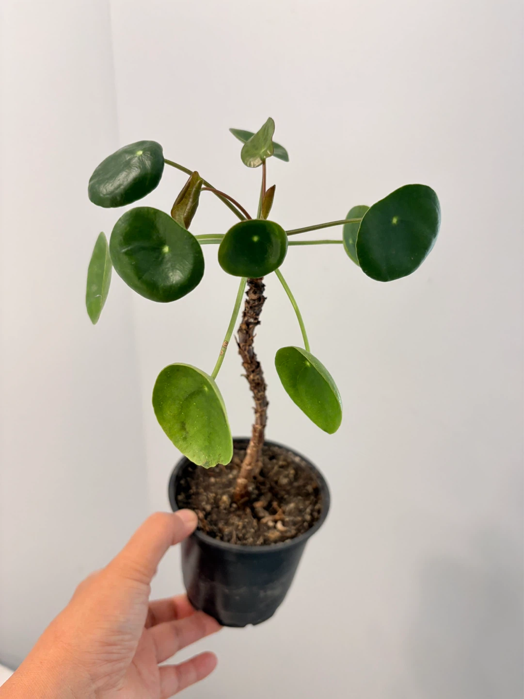 Pilea Peperomioides Plant
