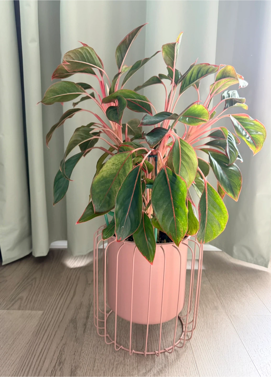 Aglaonema ‘Red’ / Chinese Evergreen / Large Plant