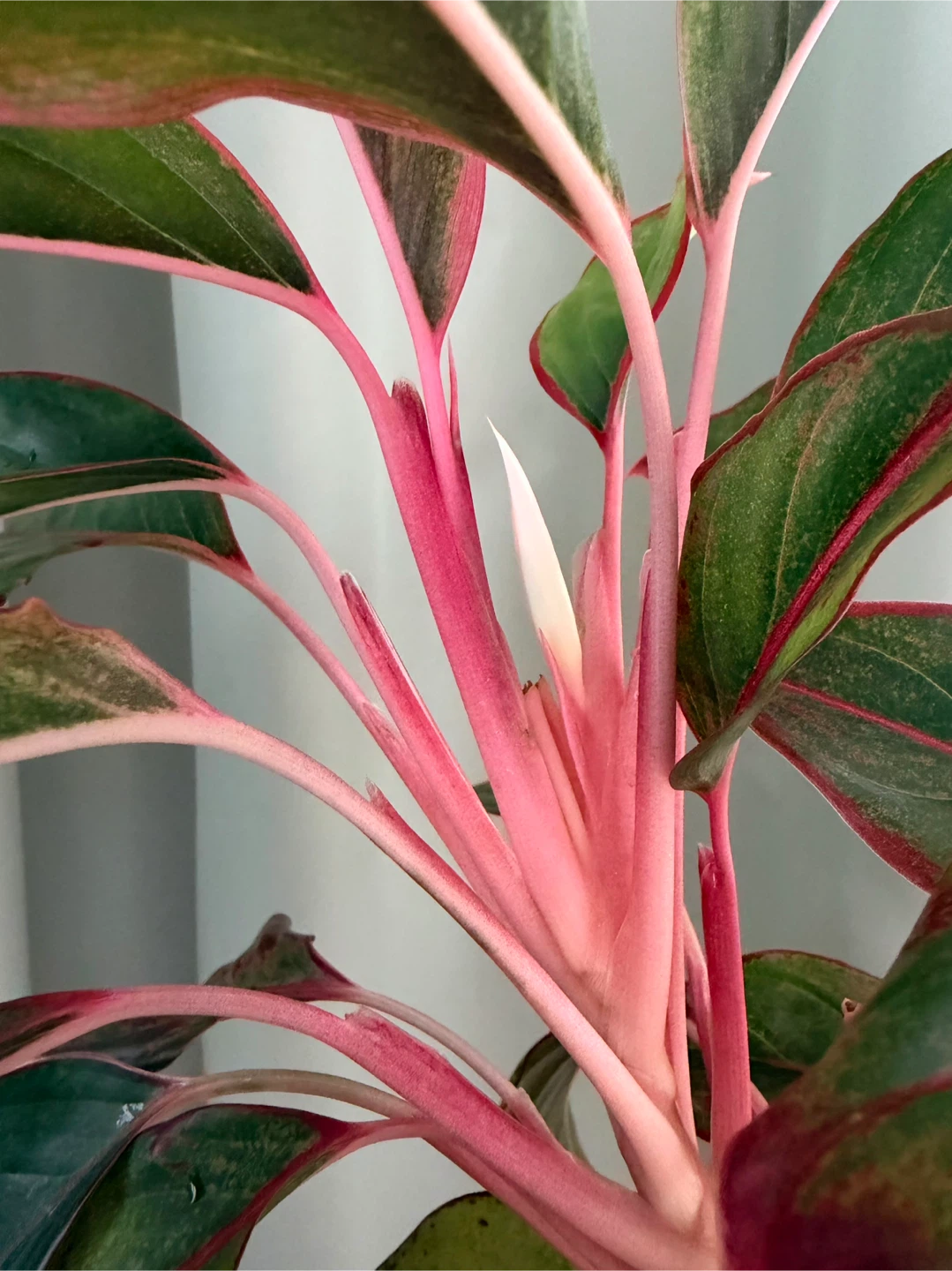 Aglaonema ‘Red’ / Chinese Evergreen / Large Plant - photo 2