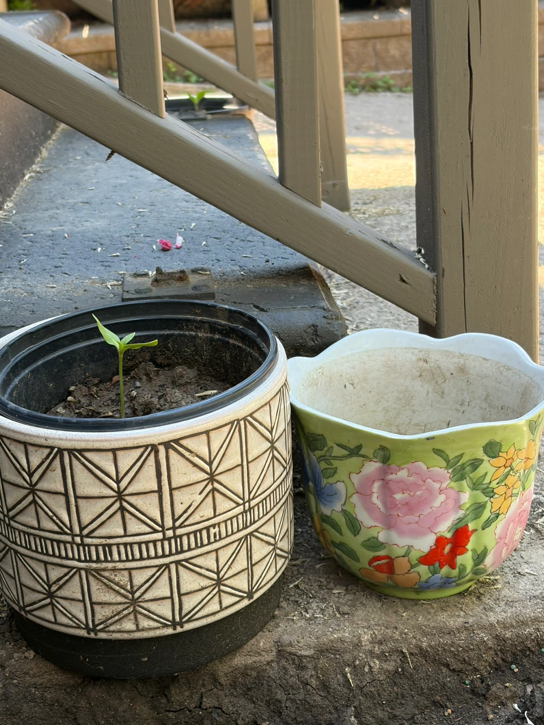 Sunflowers in pots