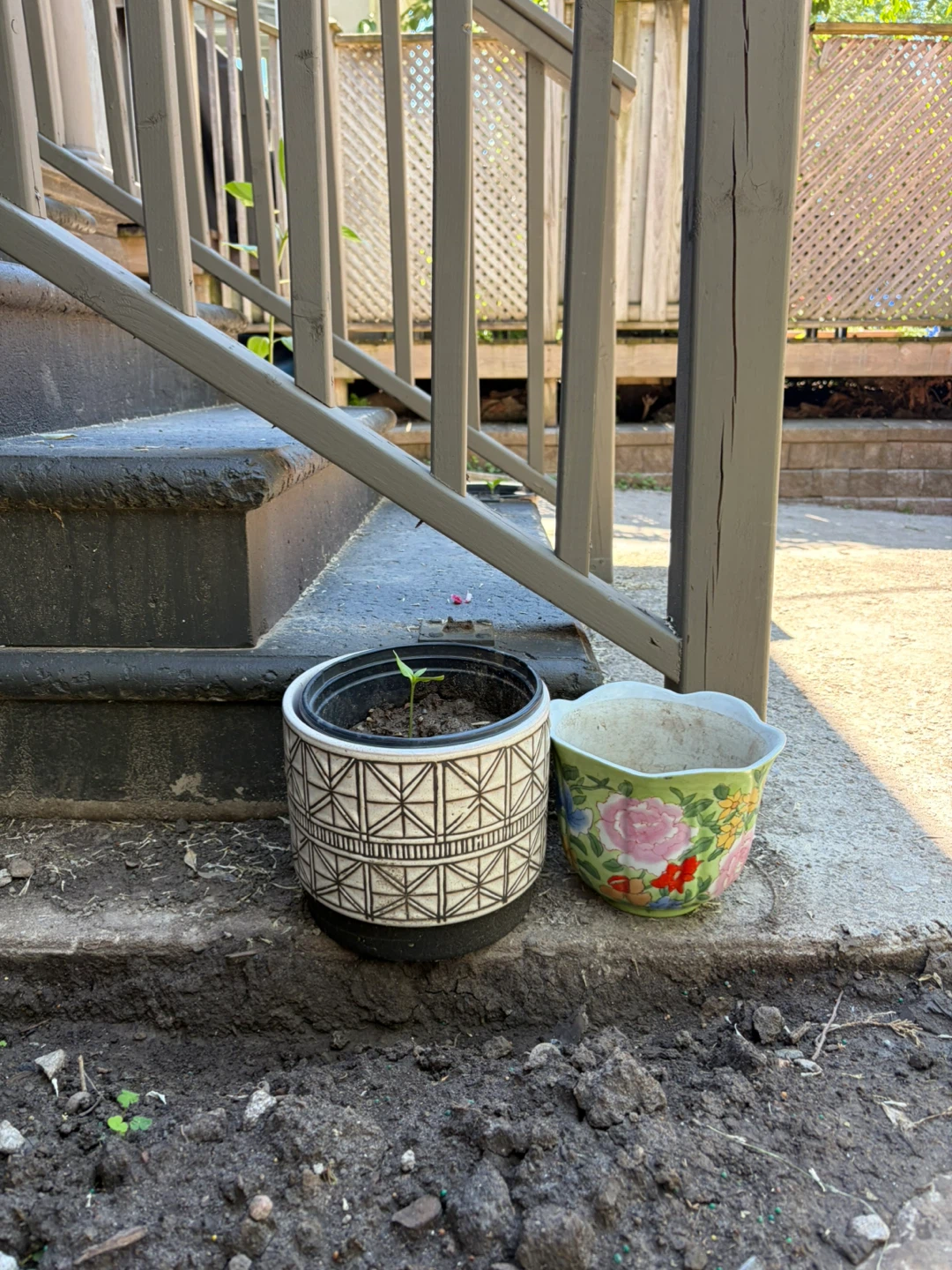 Sunflowers in pots - photo 2