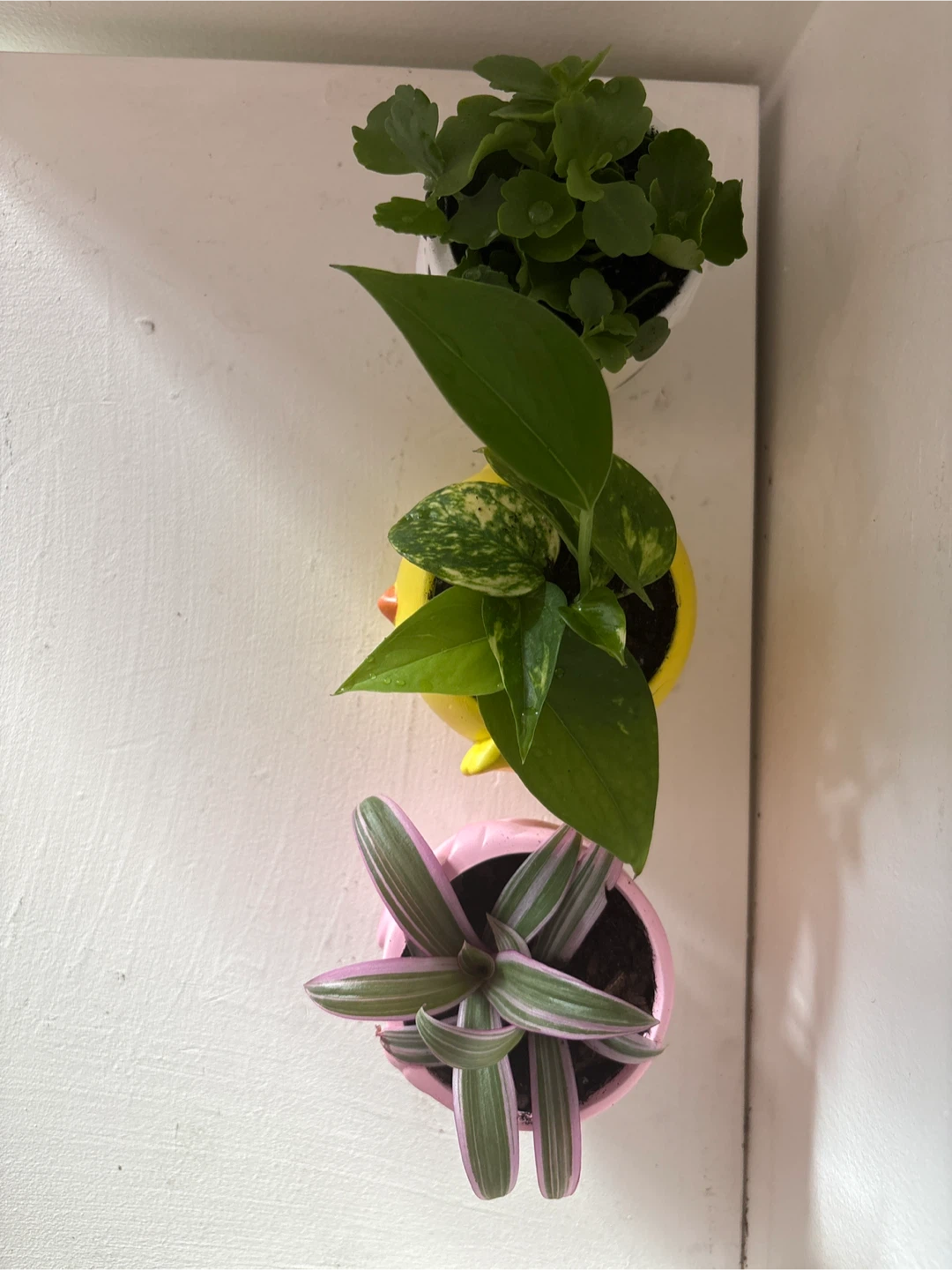 Set of 3 Cute Animal Planters - photo 2