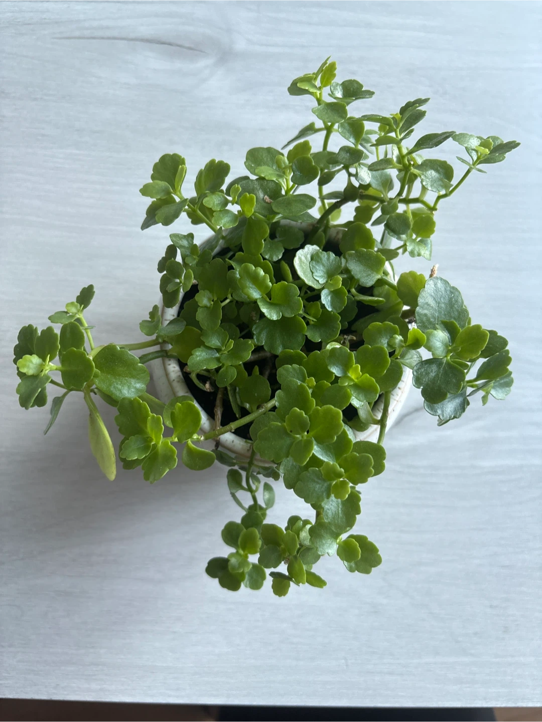 Potted Kalanchoe Plant