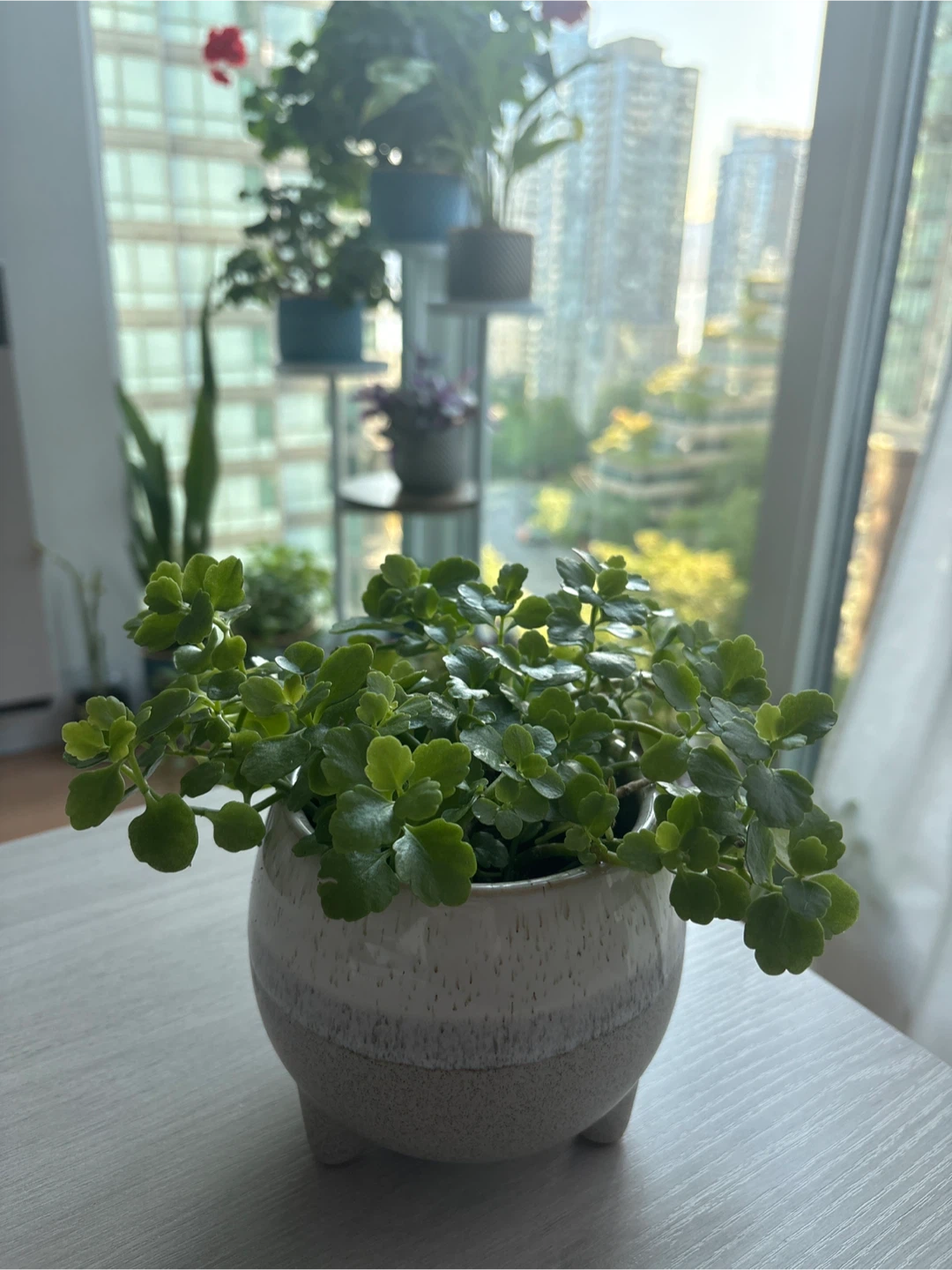 Potted Kalanchoe Plant - photo 2