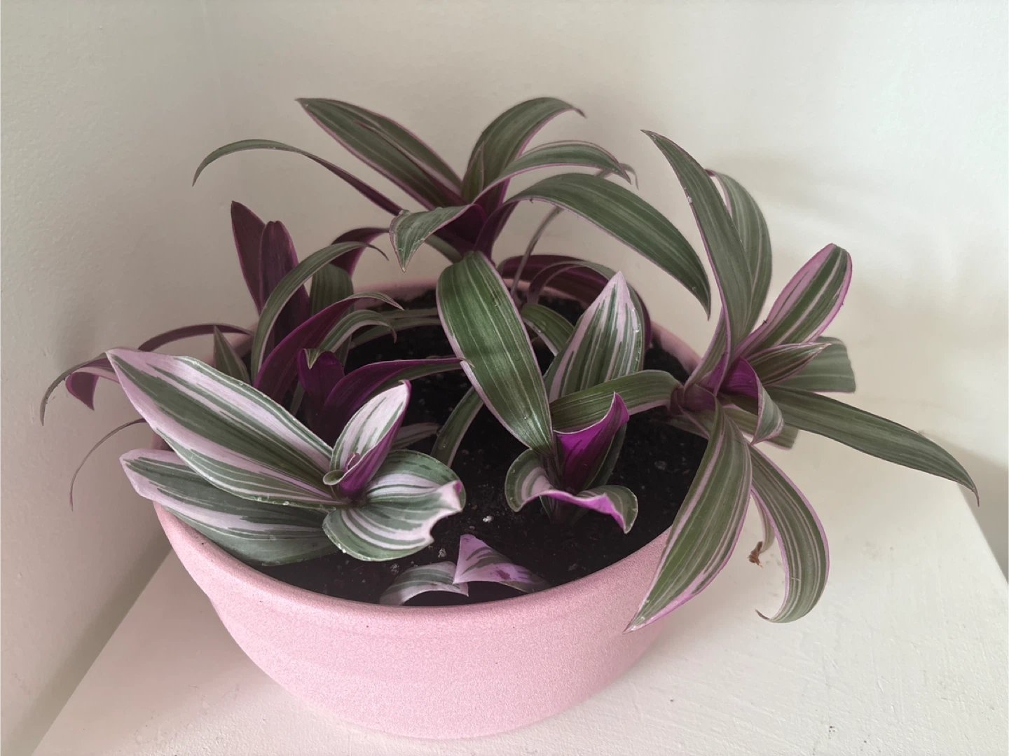 Tradescantia Nanouk Pink Plant - photo 2
