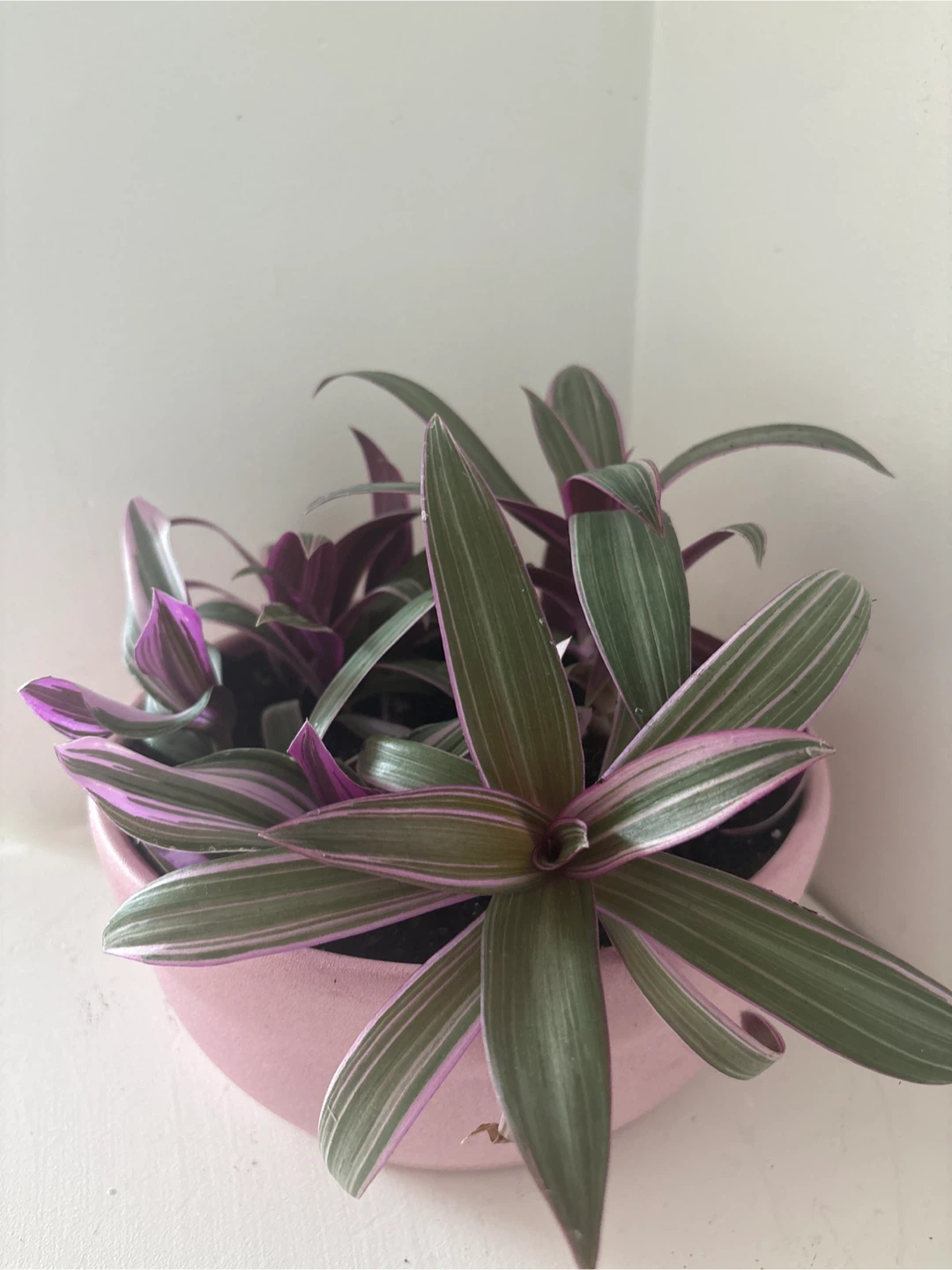 Tradescantia Nanouk Pink Plant - photo 3