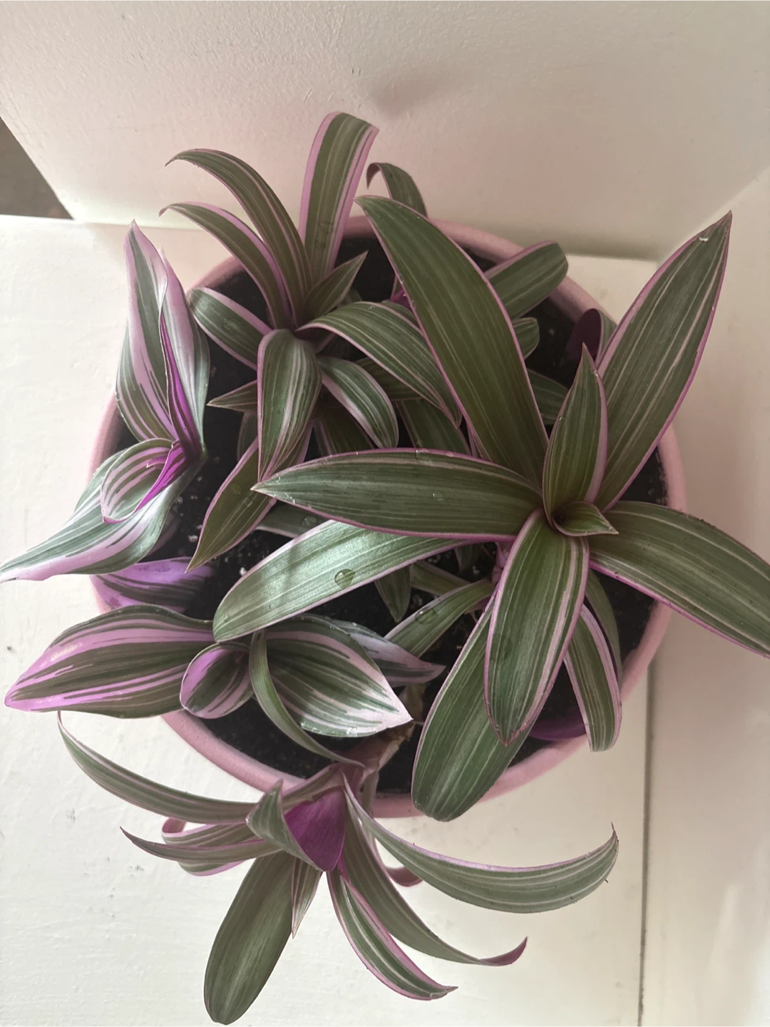 Tradescantia Nanouk Pink Plant