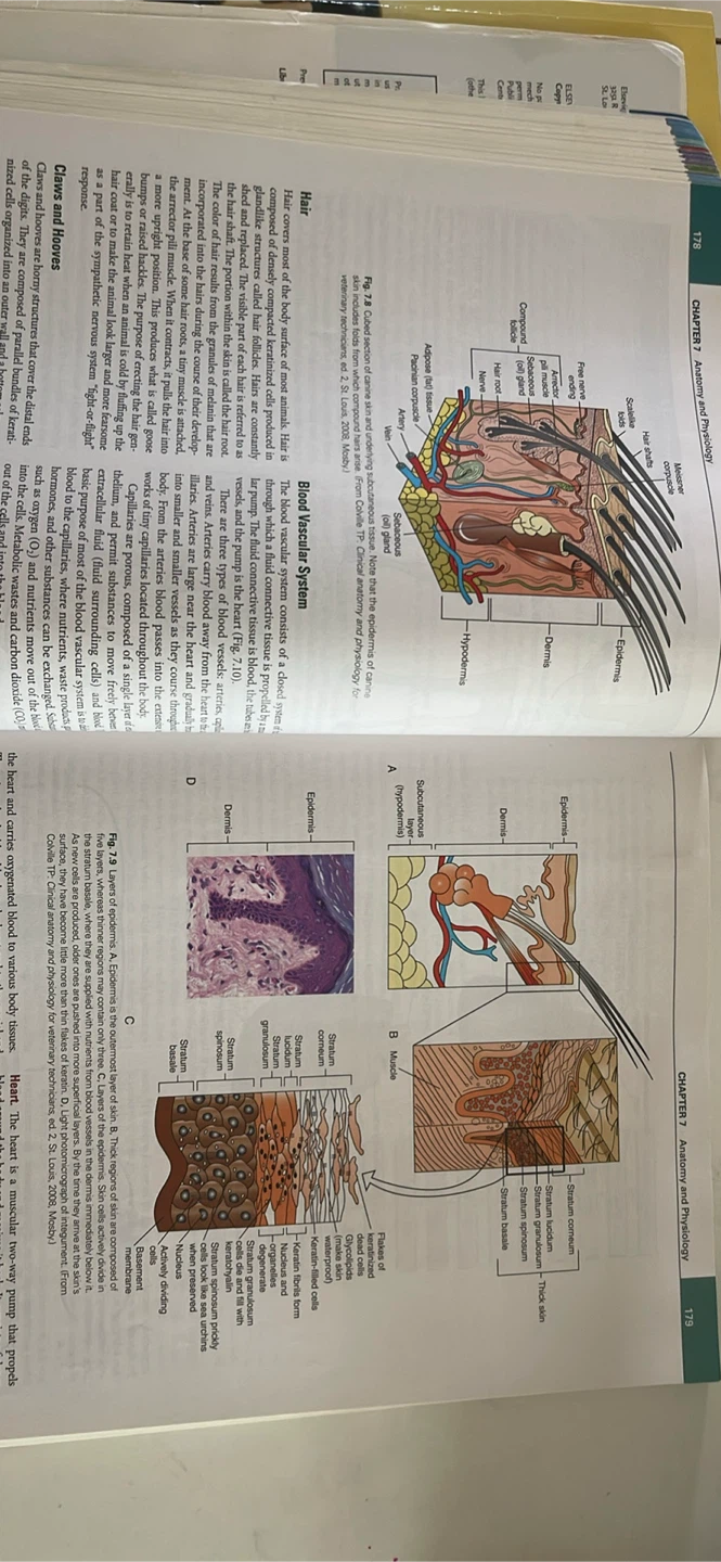 Mosby's Veterinary PDQ Textbook and more. - photo 5