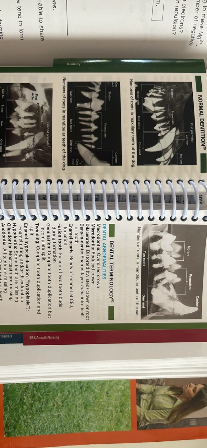 Mosby's Veterinary PDQ Textbook and vet pamphlet. - photo 4