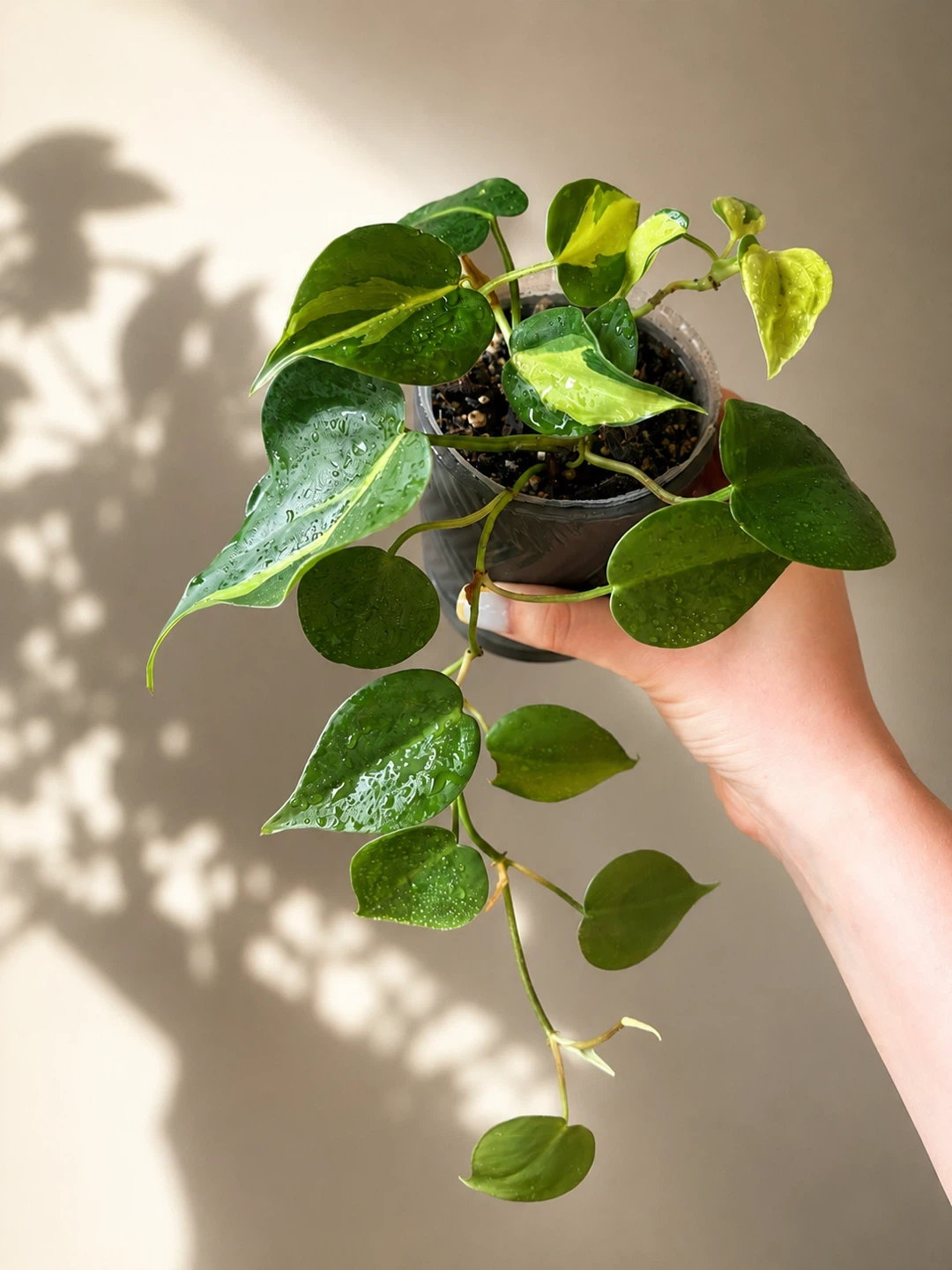Philodendron Brasil Plant