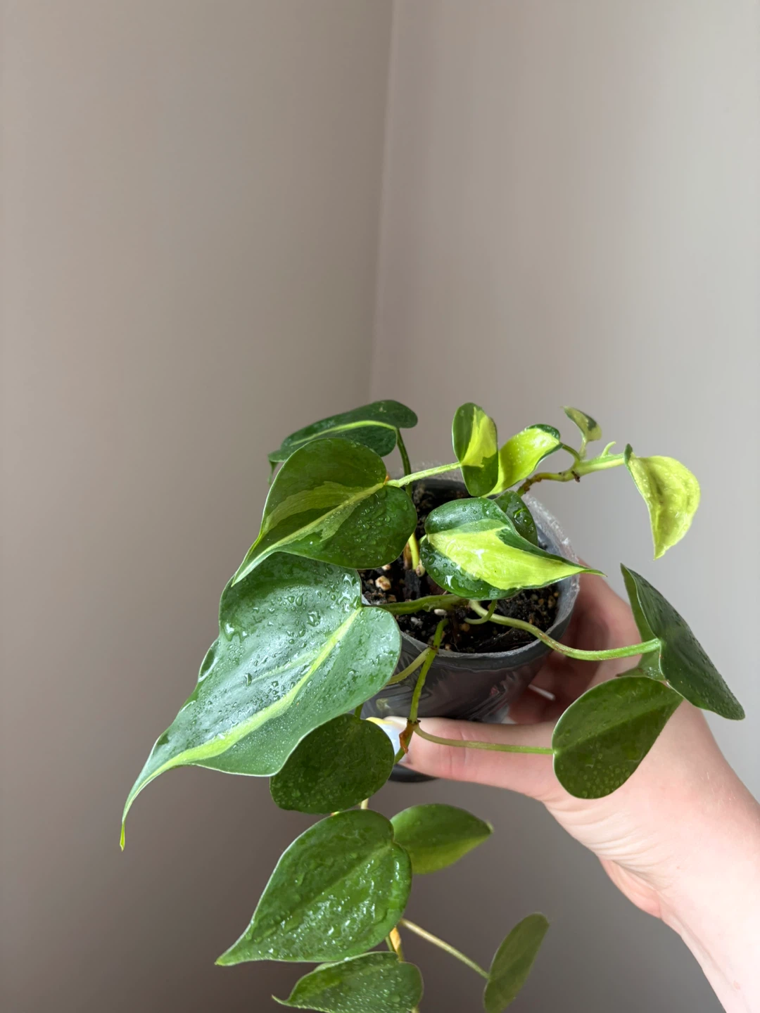 Philodendron Brasil Plant - photo 2