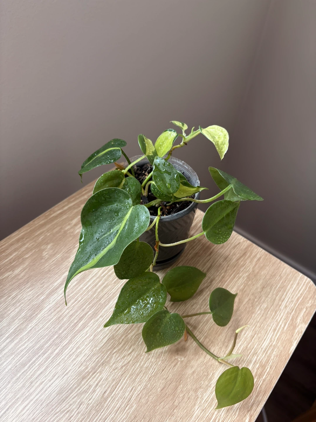 Philodendron Brasil Plant - photo 3