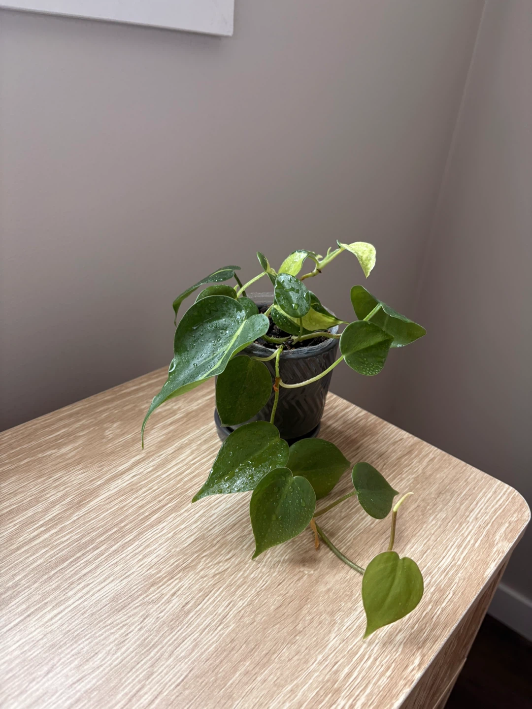 Philodendron Brasil Plant - photo 4