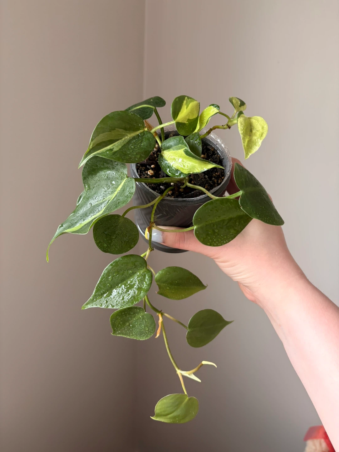 Philodendron Brasil Plant - photo 5