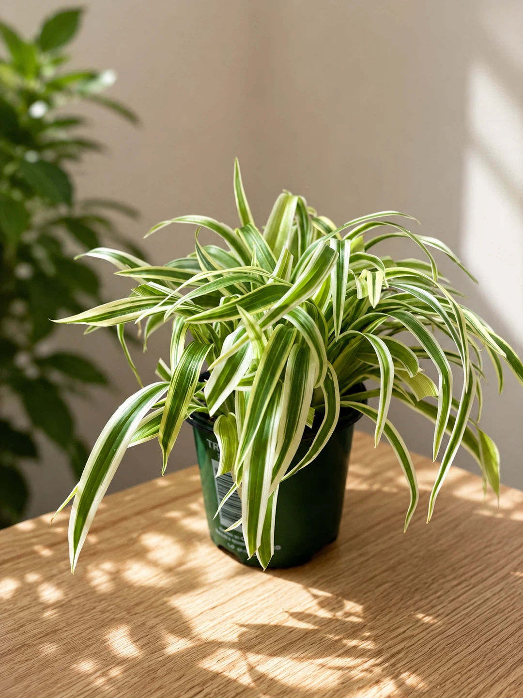 Variegated Spider Plant