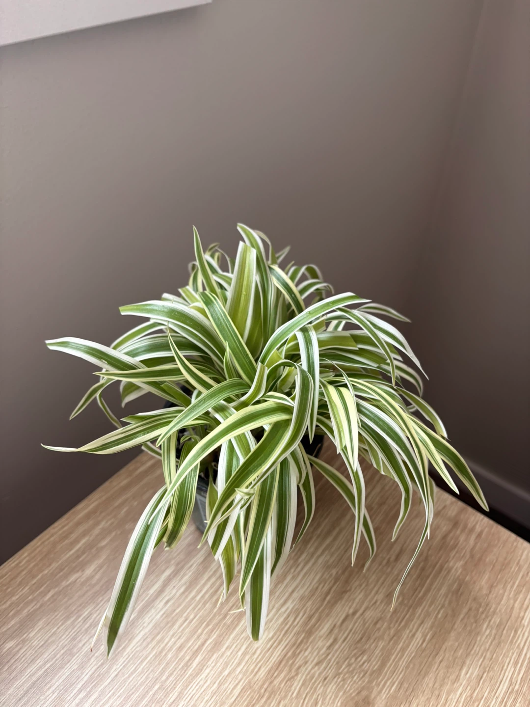Variegated Spider Plant - photo 2