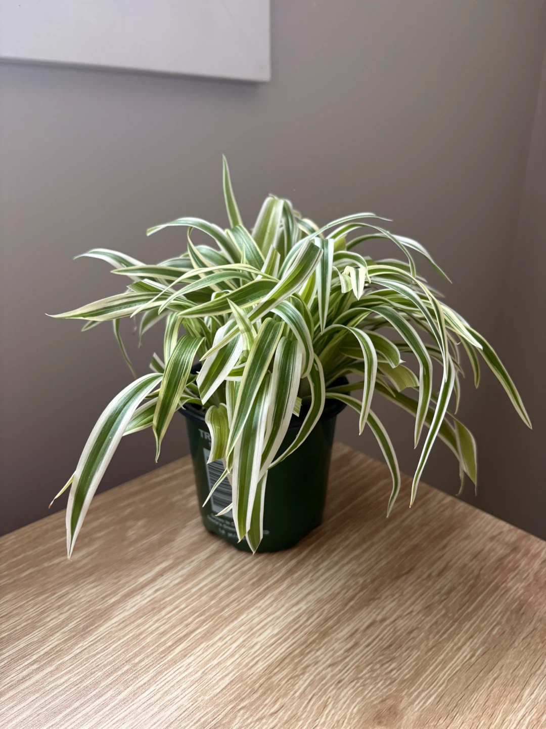 Variegated Spider Plant - photo 3