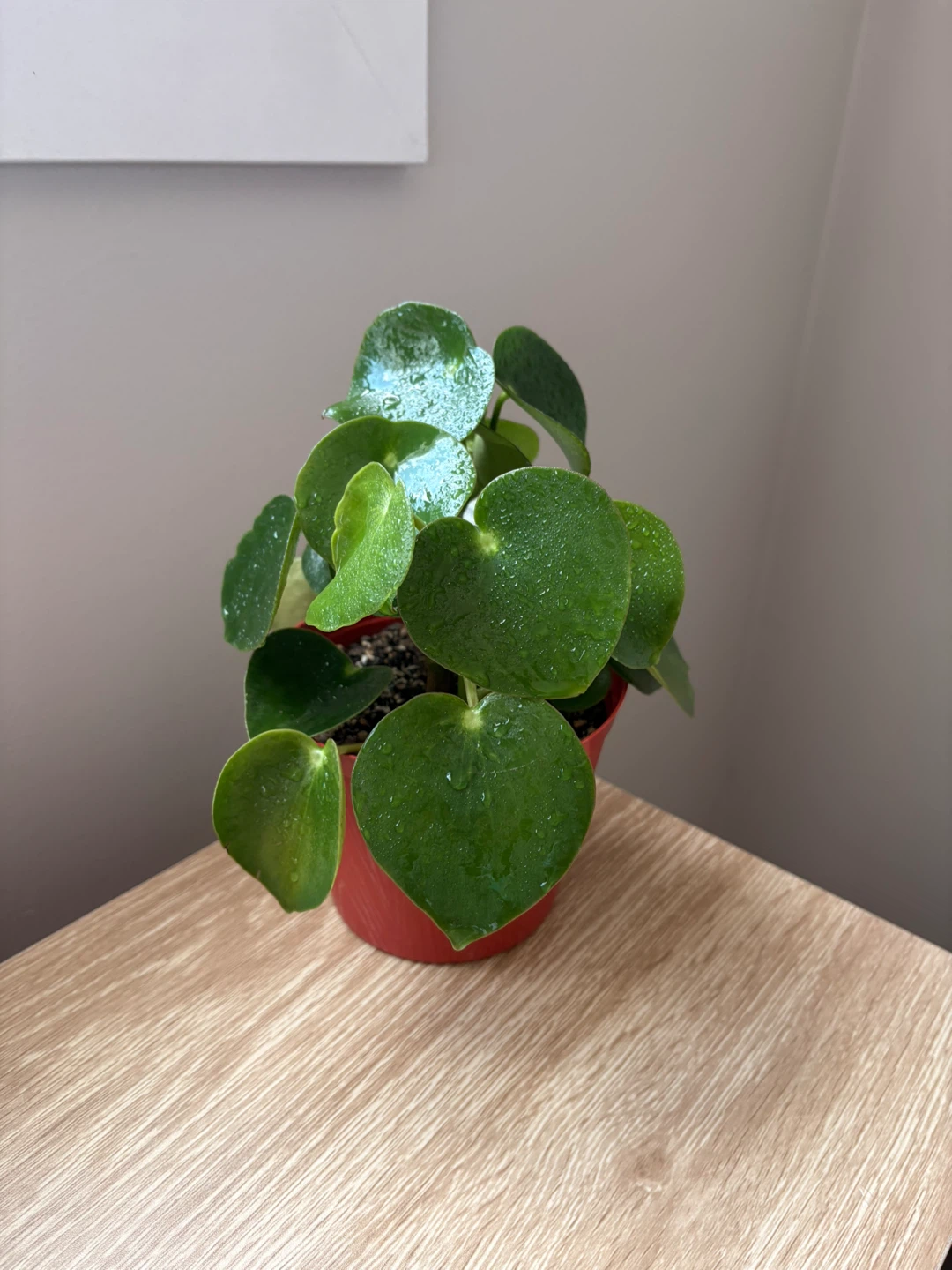 Peperomioides Plant - photo 2