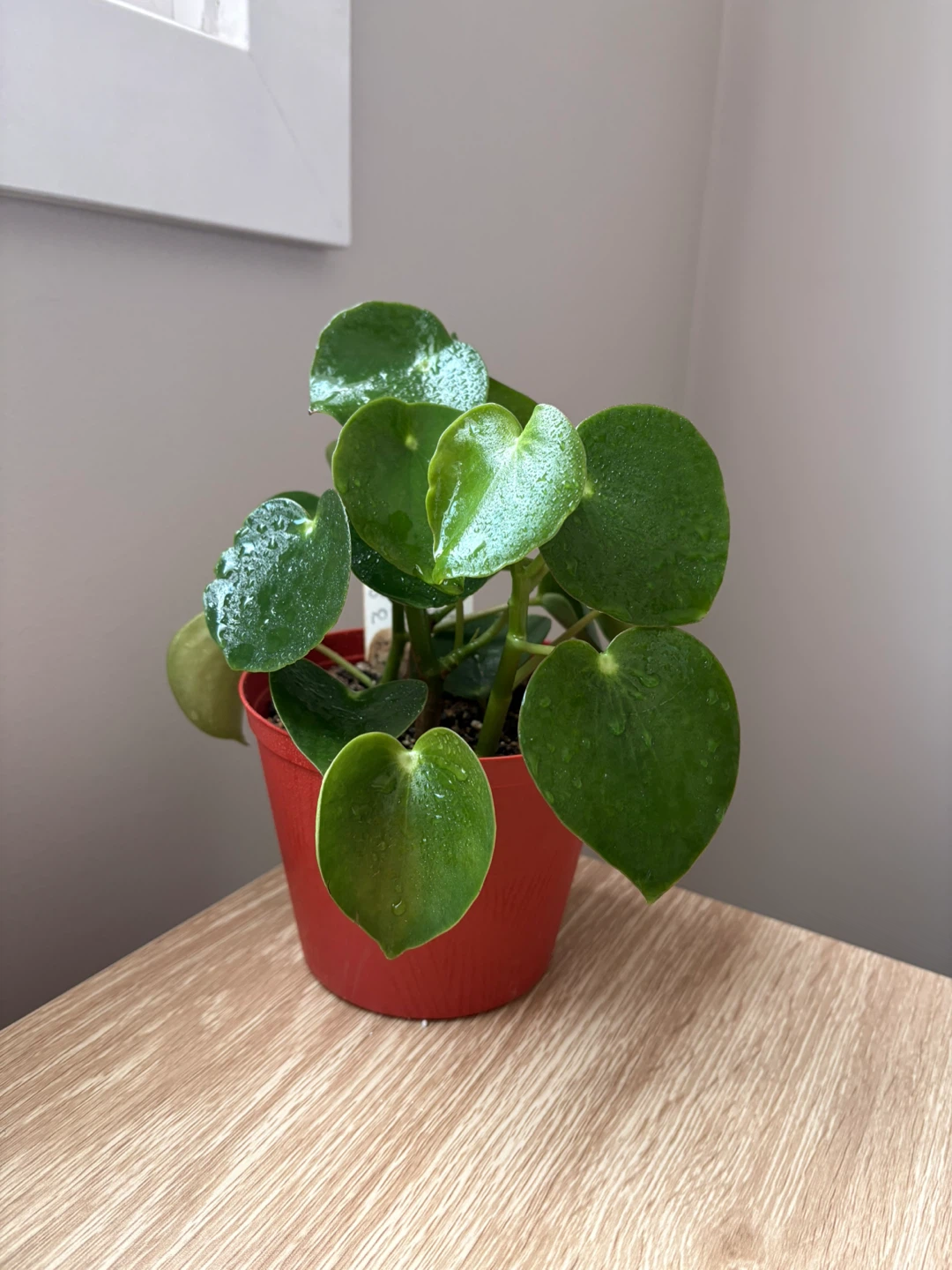 Peperomioides Plant - photo 3
