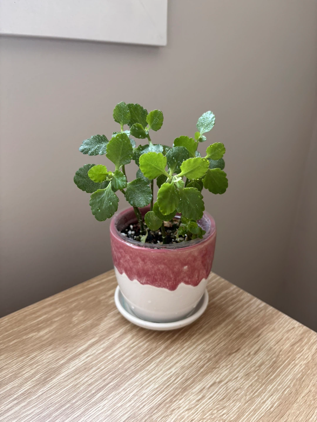 Kalanchoe plant
