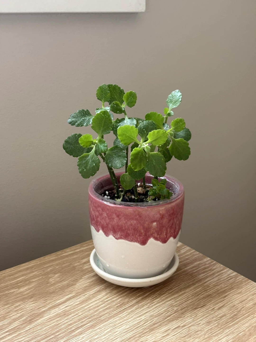 Kalanchoe plant - photo 2
