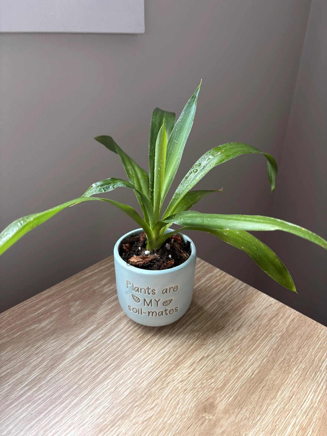 Dracaena plant