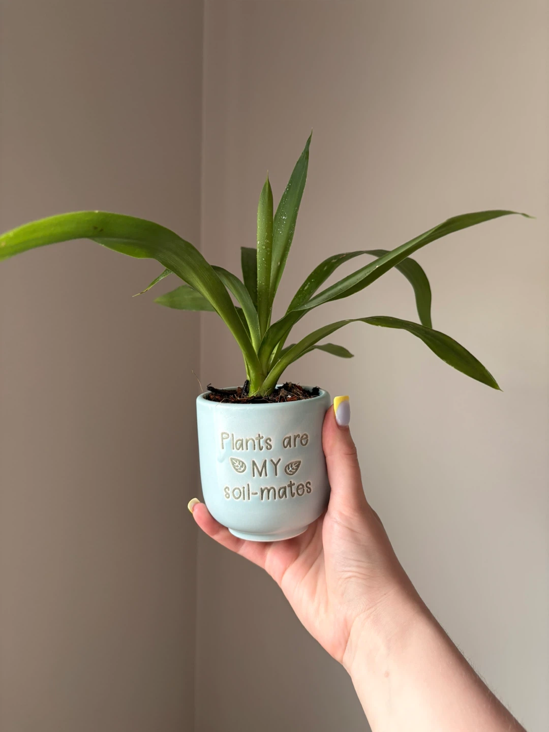Dracaena plant - photo 2