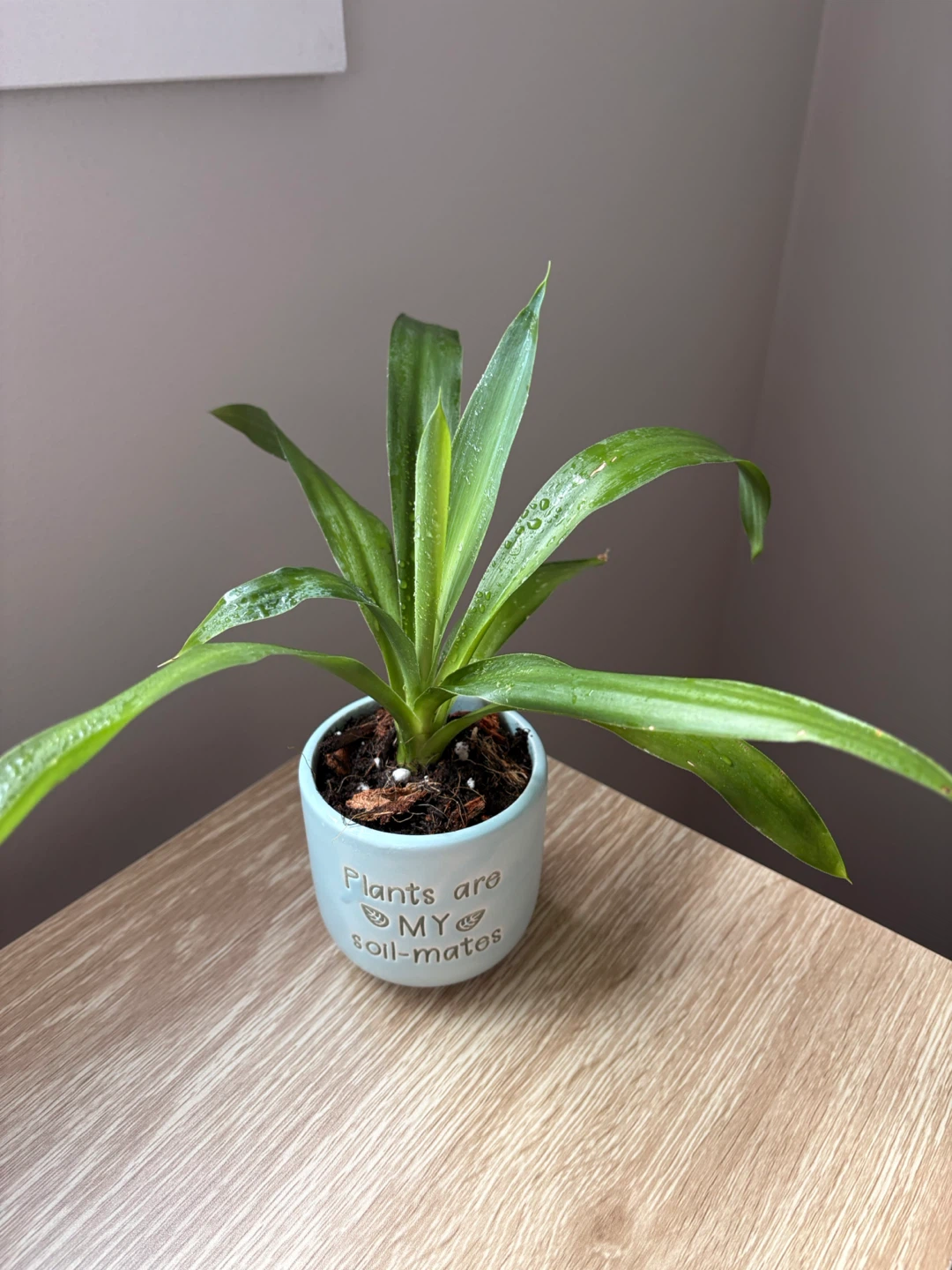 Dracaena plant - photo 3