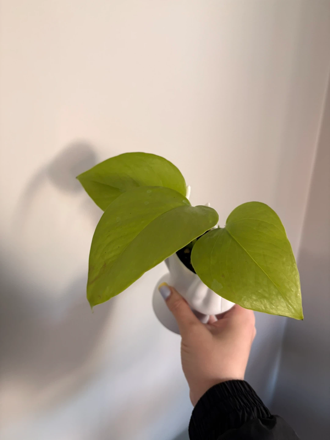 Neon pothos - photo 2